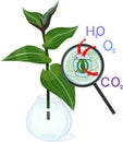 Scheme of plant transpiration and stomatal complex of green leaf of wandering Jew plant Tradescantia fluminensis